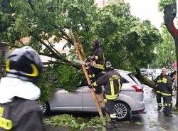 Alberi caduti e danni: il maltempo di maggio