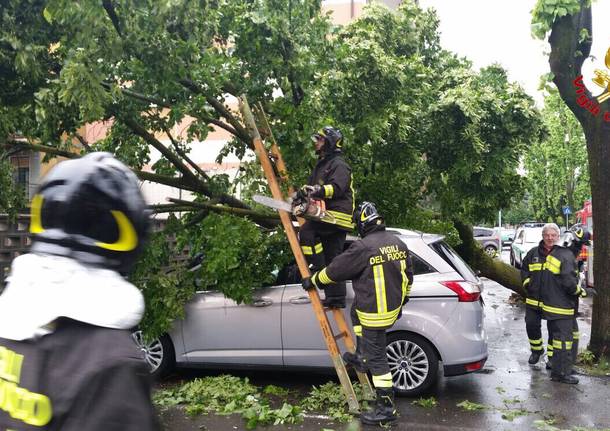 Alberi caduti e danni: il maltempo di maggio