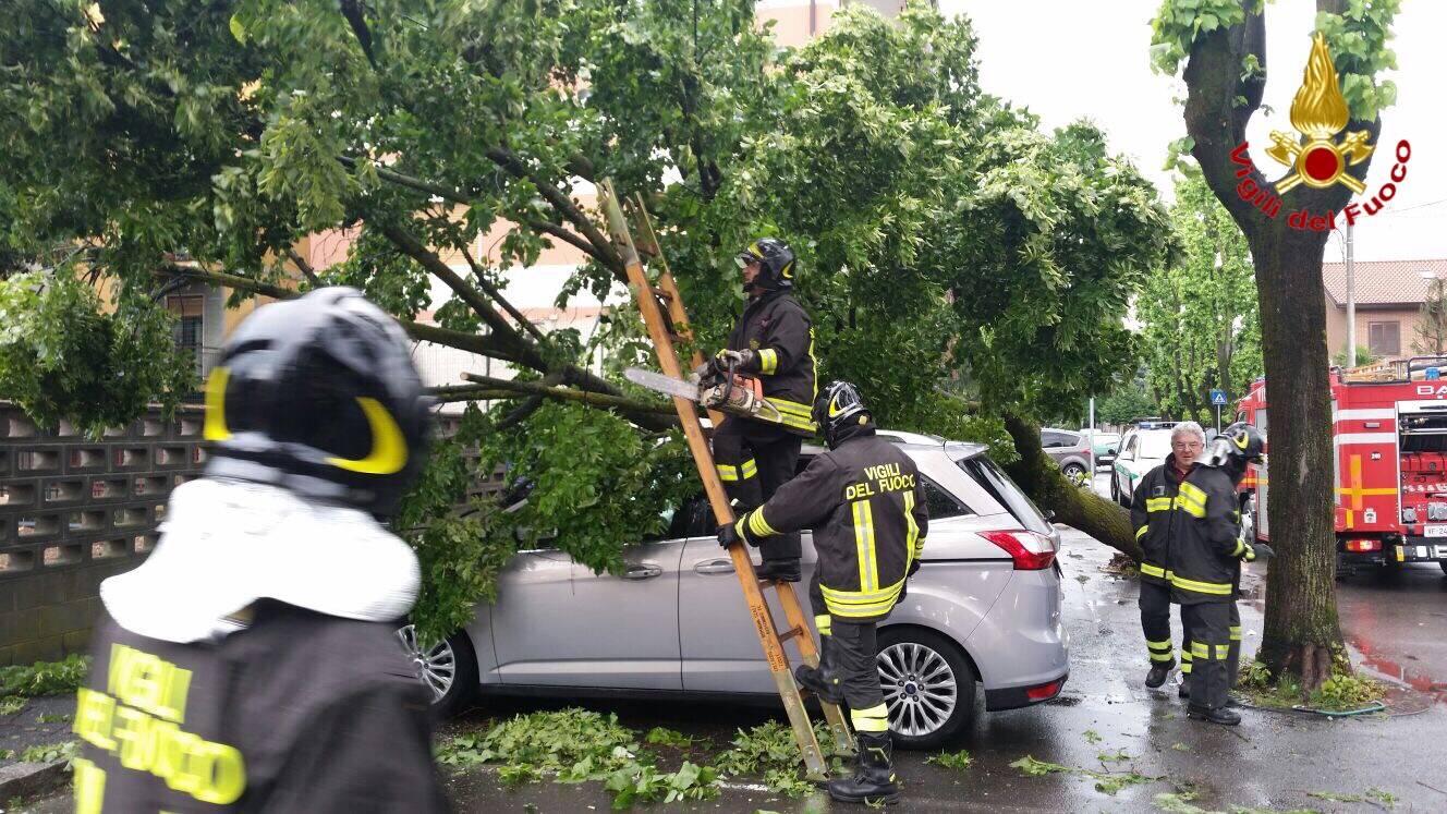 Alberi caduti e danni: il maltempo di maggio