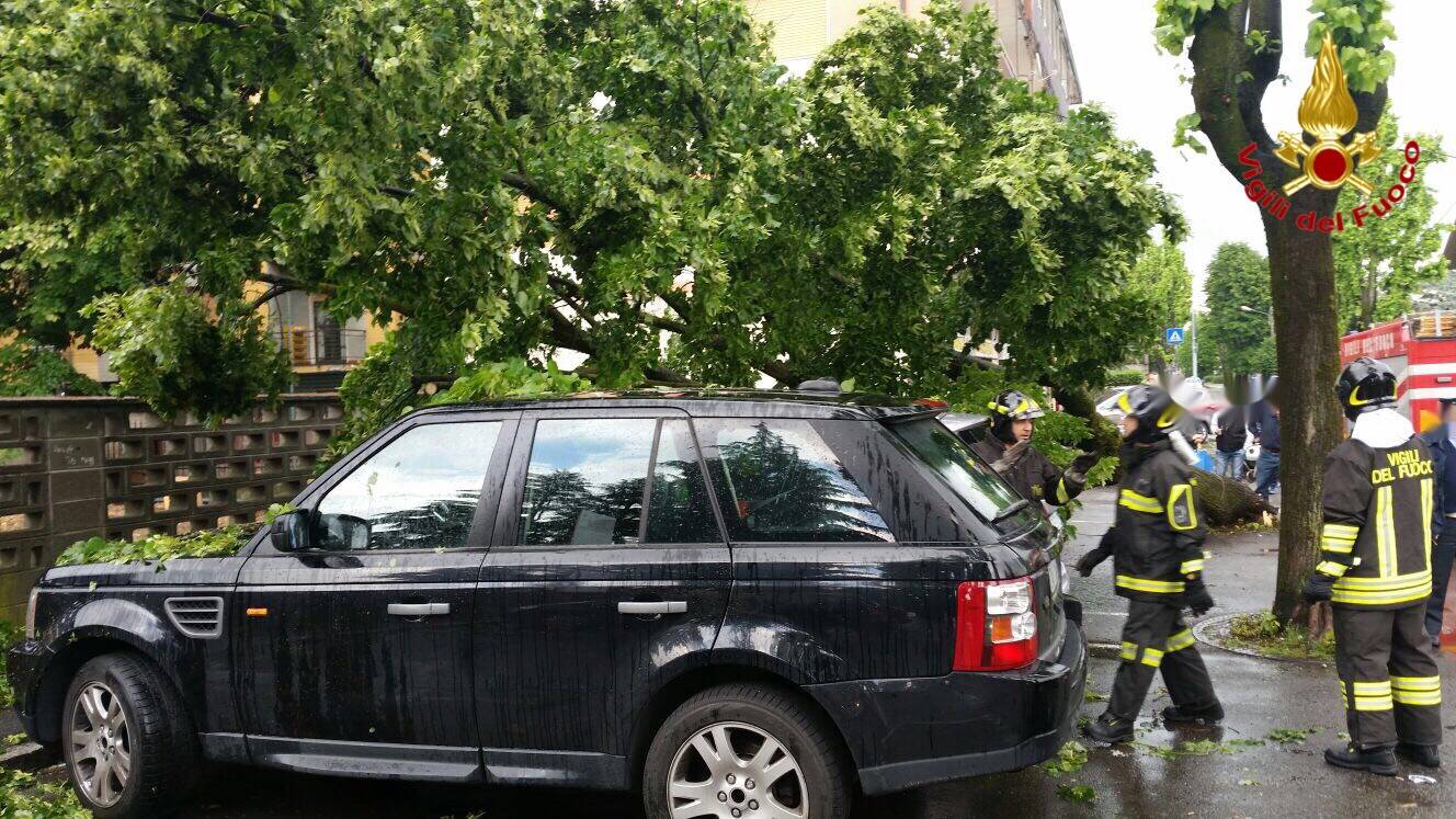 Alberi caduti e danni: il maltempo di maggio