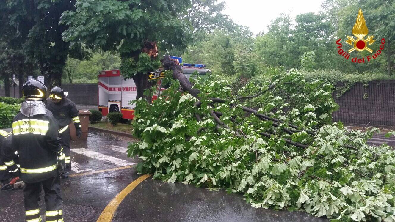 Alberi caduti e danni: il maltempo di maggio