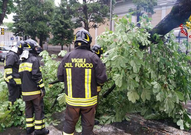 Alberi caduti e danni: il maltempo di maggio