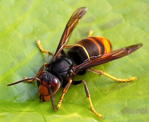 Salviamo le nostre api! Fermiamo Vespa Velutina!