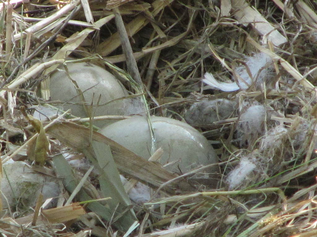 Un uovo oggi, un cigno domani