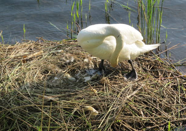 Un uovo oggi, un cigno domani