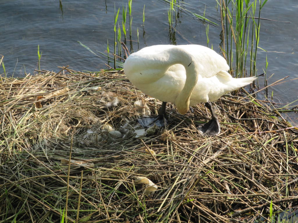 Un uovo oggi, un cigno domani