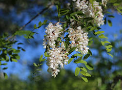 Primavera sulla Ciclabile