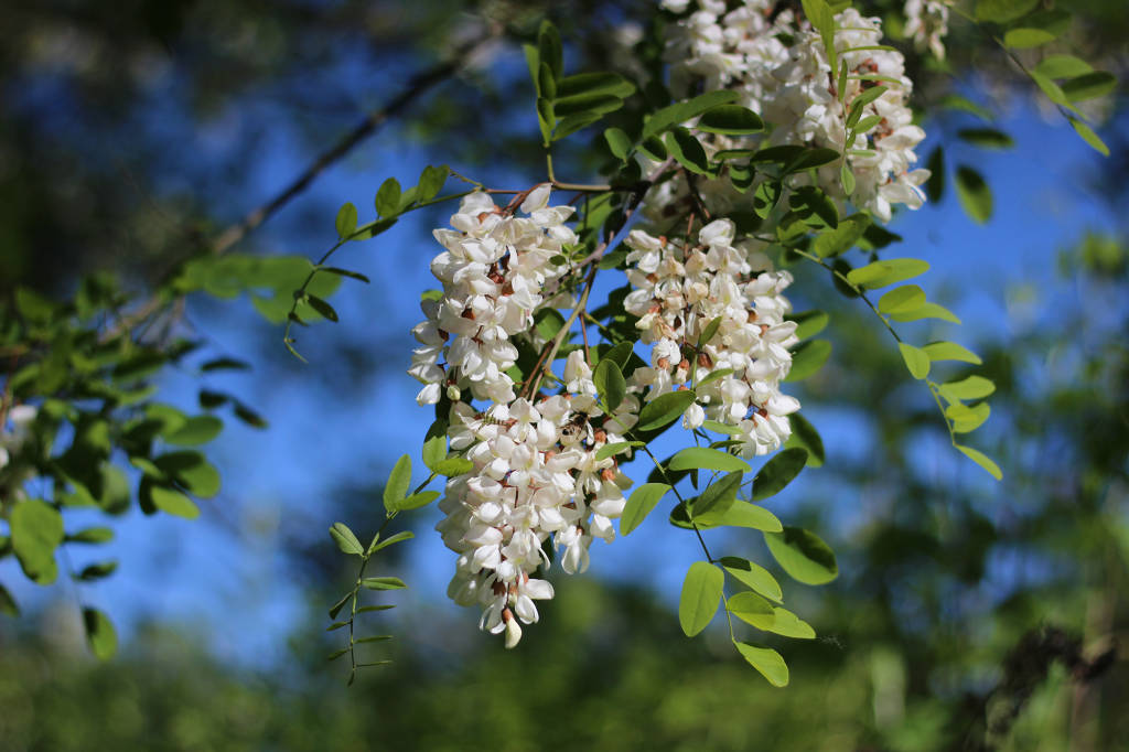 Primavera sulla Ciclabile