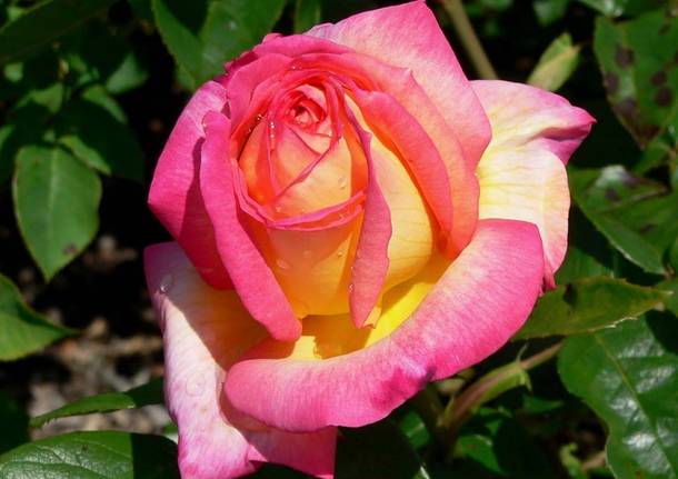 Una magnifica rosa per la Festa della mamma