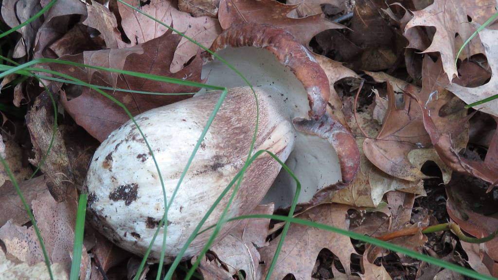 Funghi fine Maggio 2016