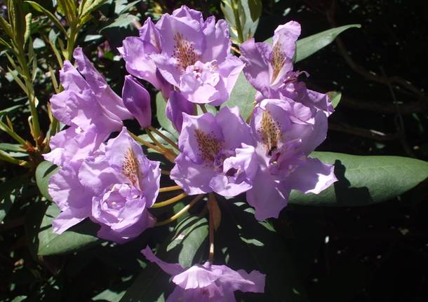 Rododendro all’oasi Zegna