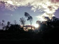 Il vento tra gli alberi
