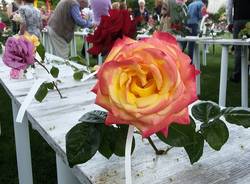 Festa delle Rose: i fiori in concorso