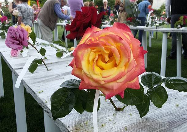 Le rose in concorso alla Festa delle Rose