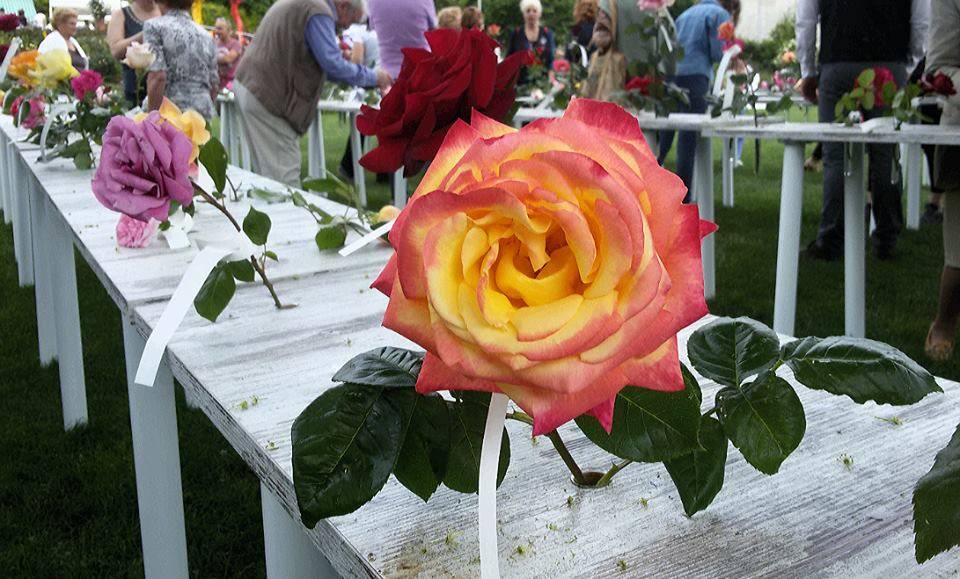 Festa delle Rose: i fiori in concorso