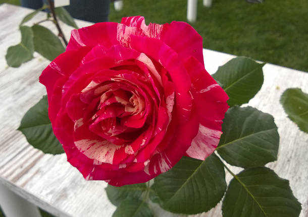 Festa delle Rose: i fiori in concorso