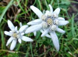 fiori generiche