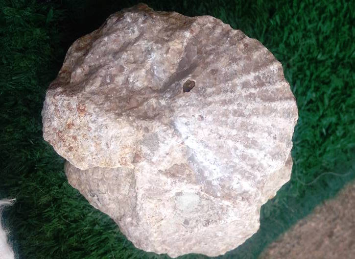 fossile