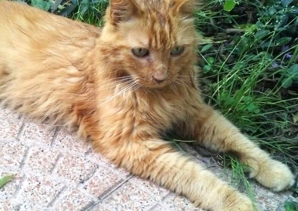 gattino birba eroe