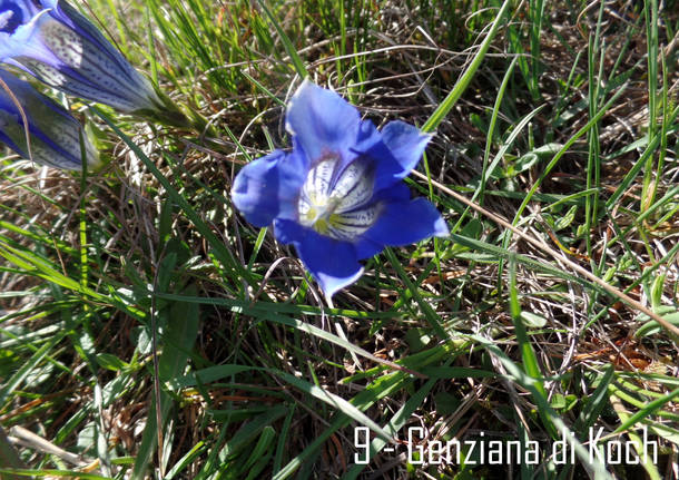 genziana pizzelle 11 maggio