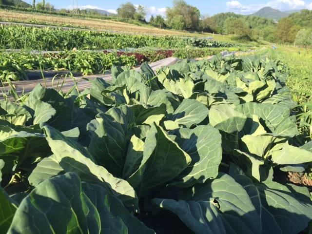 il campo dei miracoli di cavona