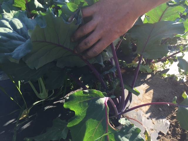 il campo dei miracoli di cavona