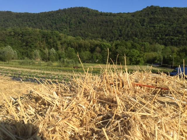 il campo dei miracoli di cavona