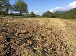 il campo dei miracoli di cavona