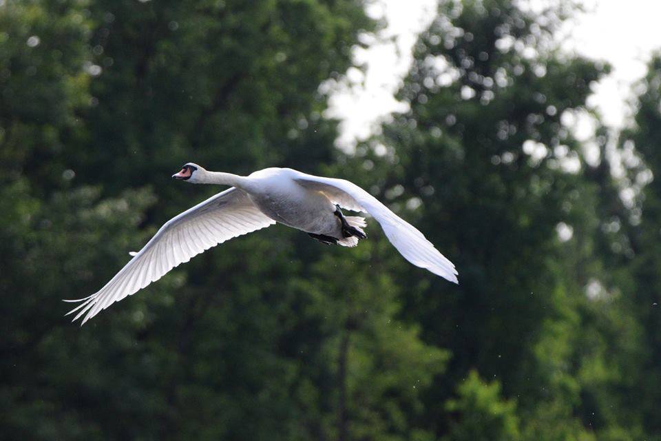 In volo - foto di Valerio Franchi