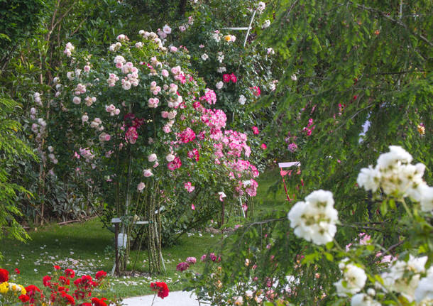 Il Parco delle rose a Induno Olona