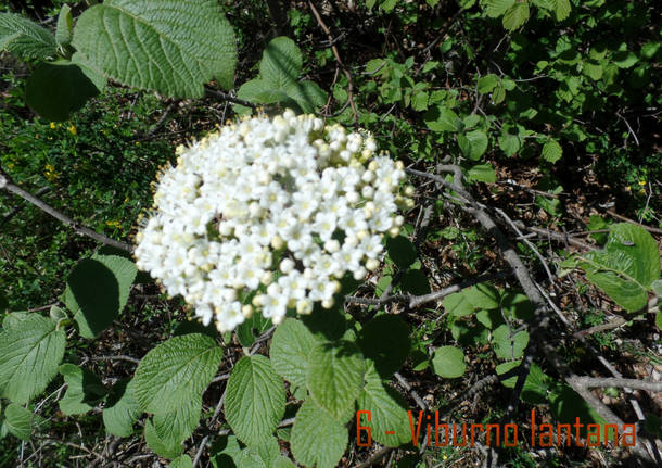 L'ofride insettifera