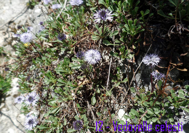 L'ofride insettifera