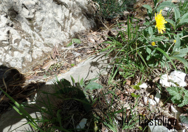 L'ofride insettifera