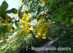 Maggiociondolo di montagna