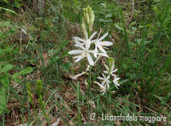 Maggiociondolo di montagna