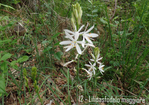 Maggiociondolo di montagna