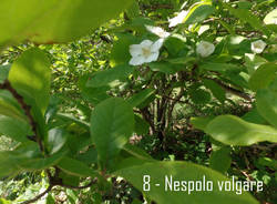 Nespolo volgare