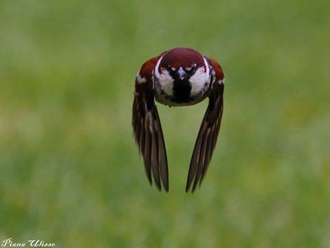 Passero