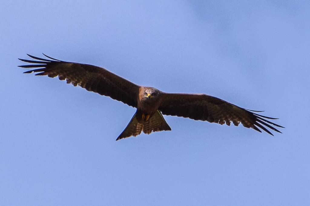 Rapace