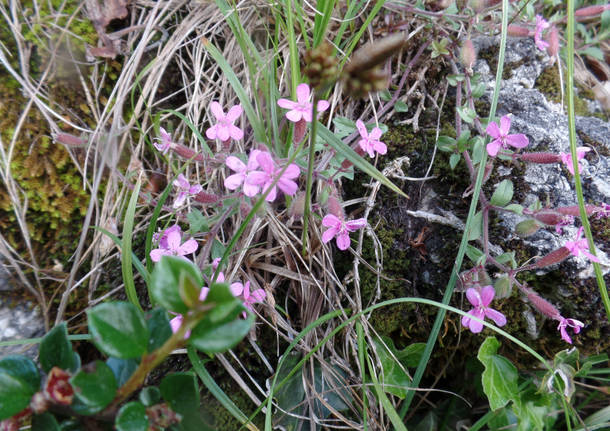 Saponaria Rossa alla Rasa
