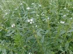 Saponaria Rossa alla Rasa