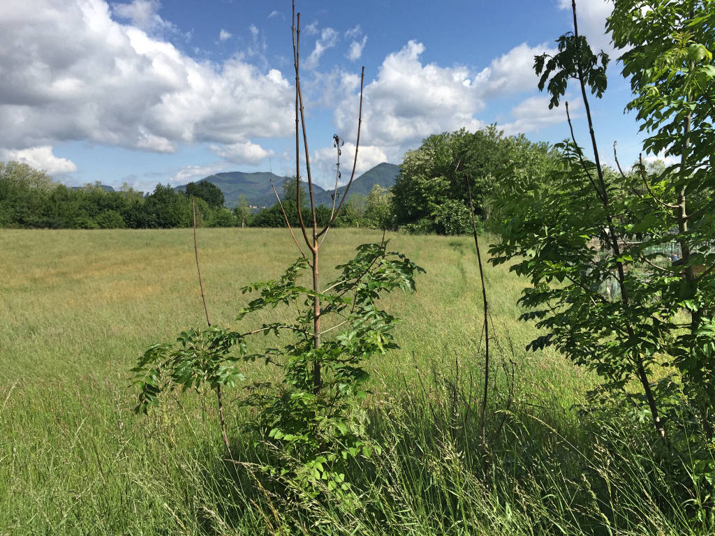 Un grande parco a Giubiano