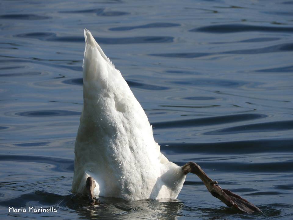 Cigno - Maria Marinella