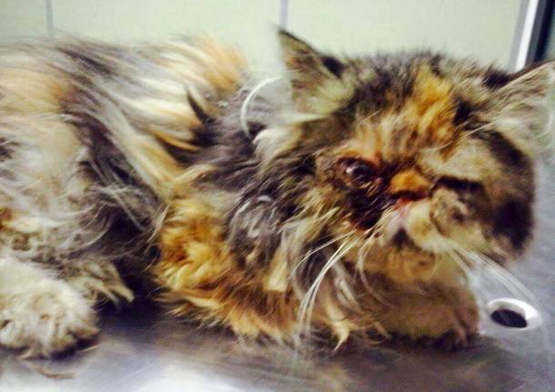 Gatta ritrovata a cunardo, si cercano i padroni Dimensione animali luino