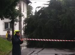 Albero caduto a Castiglione Olona