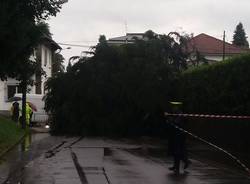 Albero caduto a Castiglione Olona