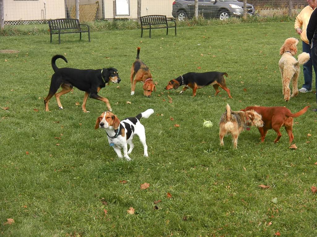 area cani