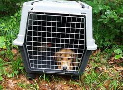 Cagnolina abbandonata nei boschi