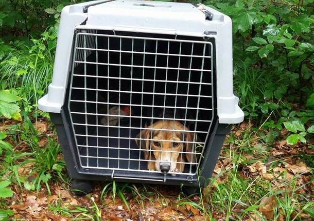 Cagnolina abbandonata nei boschi