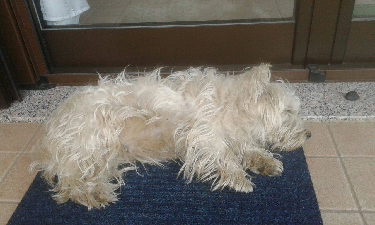 Cane smarrito